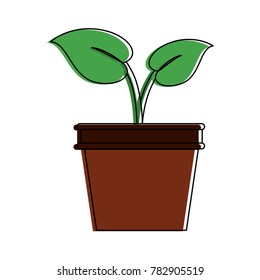 Plant in pot