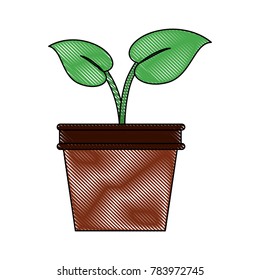 Plant in pot