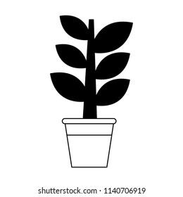 Plant in pot in black and white