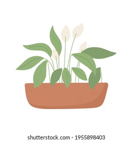 plant in pot decoration isolated