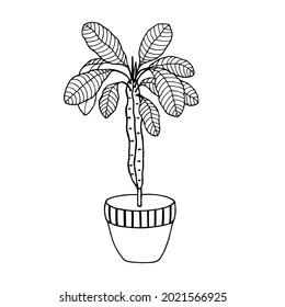 Plant in the pot. Euphorbia Crested. Vector stock illustration eps10. Isolate on white background, outline.