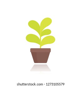 plant in pot in flat style