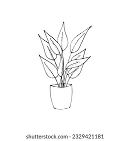 plant in a pot, hand drwn vector isolated illustration