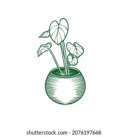 plant in pot illustration isolated on white background. botanical illustration