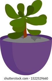 Plant in pot, illustration, vector on white background.
