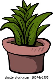 Plant in a pot, illustration, vector on white background
