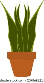 Plant in pot, illustration, vector on a white background.