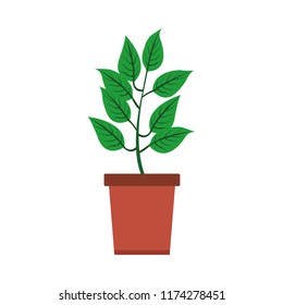 Plant in pot isolated