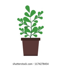 Plant in pot isolated