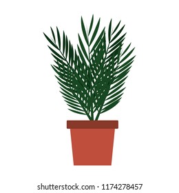 Plant in pot isolated