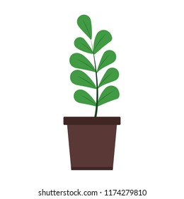 Plant in pot isolated