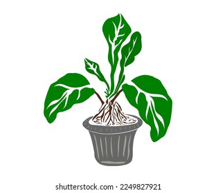 Plant in the pot isolated
