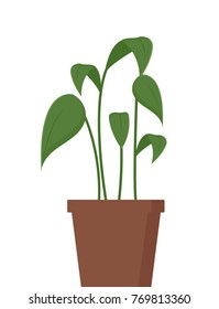 Plant in pot isolated decoration element vector illustration