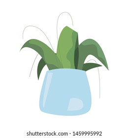 plant in pot on white background