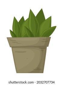 Plant in the pot.
Ornamental home plant isolated on white background. Great plant for your design. Vector illustration