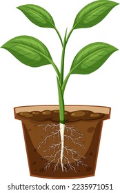 Plant in the pot with root system illustration