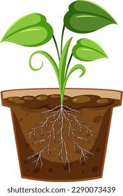 Plant in the pot with root system illustration