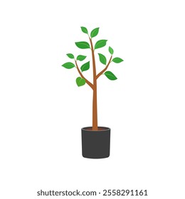 plant pot sapling good quality and design