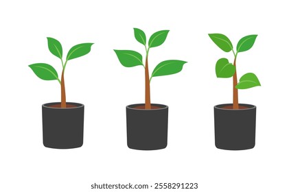 plant pot sapling good quality and design