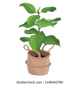  Plant in the pot  for scandinavian interior. Vector stylish elements design. Great for gardening magazines , flower store or home poster. Vector illustration.