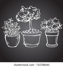 plant in the pot set hand drawn sketch chalk on blackboard background outline stock vector illustration

