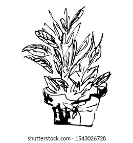 Plant in pot. Simple hand drawn sketch of plant in winter garden for decorations of any kind about gardening and decorating of home. Isolated elegant drawing. Black graphic sketch on white background