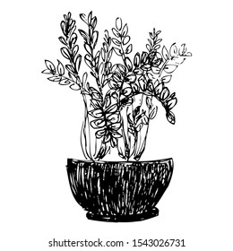 Plant in pot 