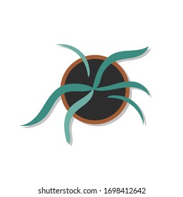 Plant pot. Top view. Flat design. Isolated object on a white background. Vector illustration of houseplant.