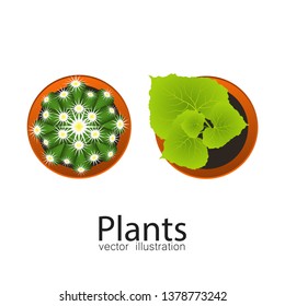 Plant in pot top view. Vector illustration isolated on white background. 