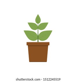 Plant in pot vector design illustration isolated on white background