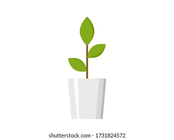 Plant in the pot vector design.  Plant vector illustration. 