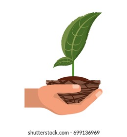 Plant in pot vector illustration