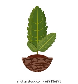 Plant in pot vector illustration