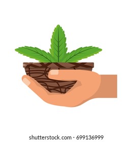 Plant in pot vector illustration