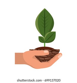 Plant in pot vector illustration