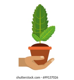 Plant in pot vector illustration