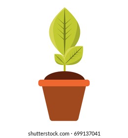 Plant in pot vector illustration