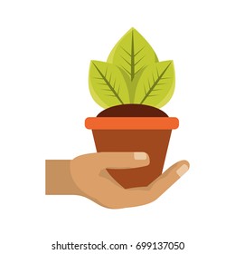 Plant in pot vector illustration