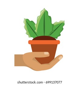 Plant in pot vector illustration