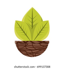 Plant in pot vector illustration