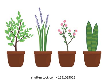 Plant in the pot vector isolated on white 
