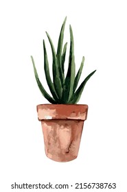 plant in pot. watercolor plant. vector illustration. flower. icon. leaf