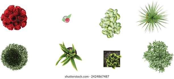 Plant in pot.pink tulip in a glass vase.Fresh branchy,Dracaena trifasciata,pachira,Dasylirion,pine ball,rose plant isolated on white background from top view