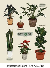 Plant in pots, hand draw sketch vector.