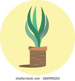 Plant and pots vector illustration