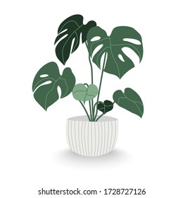 Plant in the pots vector. Monstera vector. Trendy home decor with plant. houseplant flower pot. flowers, leaves, Style illustration.
