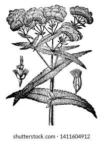 The plant prepares a dense cluster. The leaves grow on the stem in around. The leaf of Common Boneset is lanceolate, as long. The leaf margins are serrated, vintage line drawing or engraving