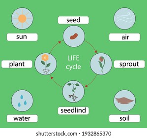 Planta imprimible, ciclo de vida de aprendizaje, estudio de la naturaleza, aprendizaje en el hogar, imprimible preescolar, imprimible Montessori, ciencias preescolares
