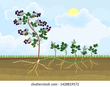 Plant Propagation By Sucker. Blackberry Plant Vegetative Reproduction Scheme