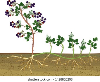 Plant Propagation By Sucker. Blackberry Plant Vegetative Reproduction Scheme Isolated On White Background